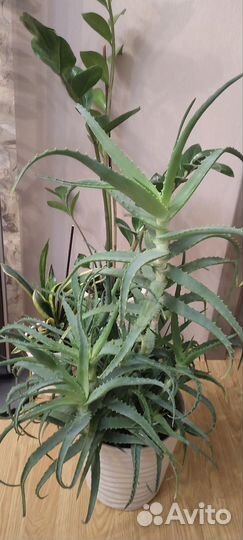 Алоэ лечебный