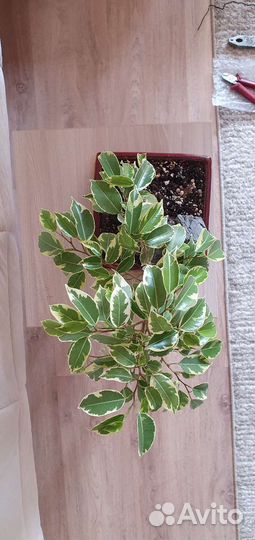 Фикус кинки