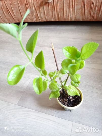 Комнатные цветы