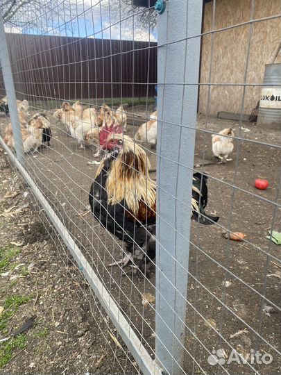 Фавероль лососевая