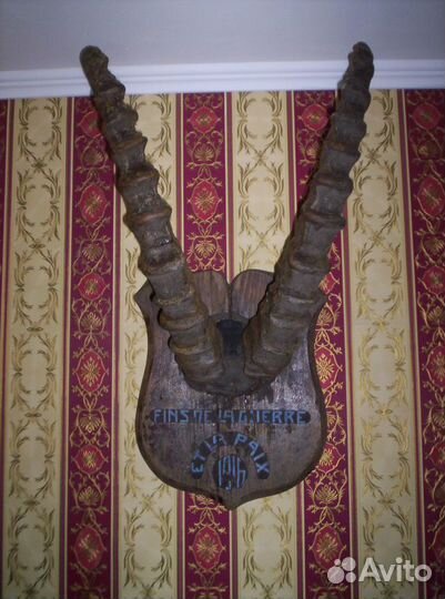 Рога сибирского козерога