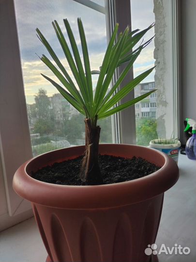 Пальма трахикарпус форчуна