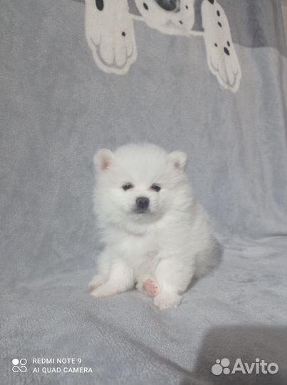 Щенки немецкого шпица