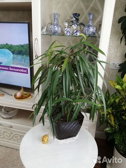 Фикус бенедикта Али