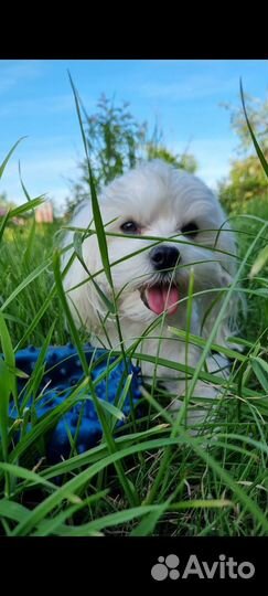 Вязка мальтезе кабель