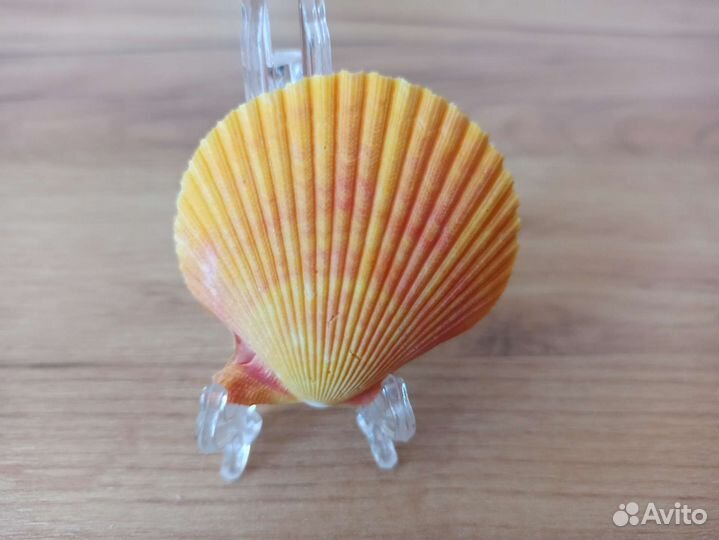 Морская раковина