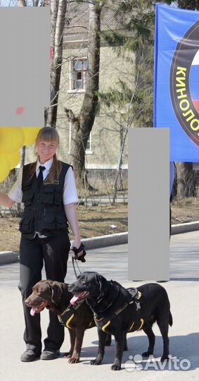 Услуги кинолога