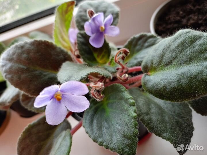 Фиалка в горшке