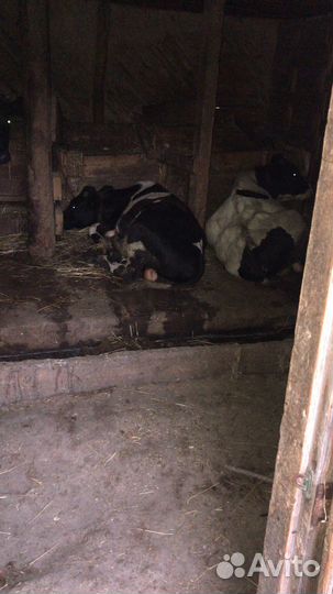 Быки на доращивание