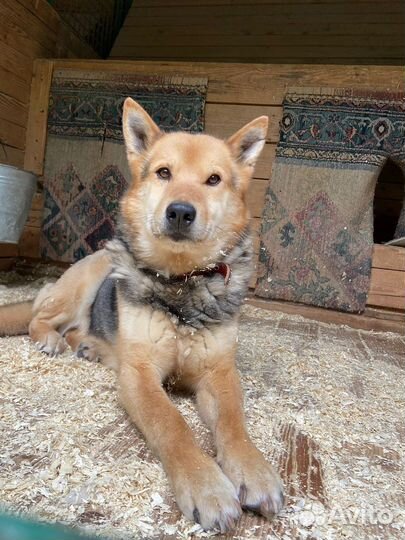 Красивый Феникс ищет семью