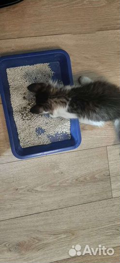 Котенок