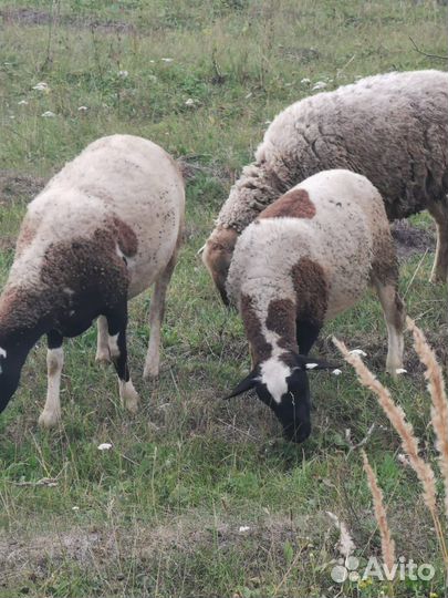 Бараны дорпер