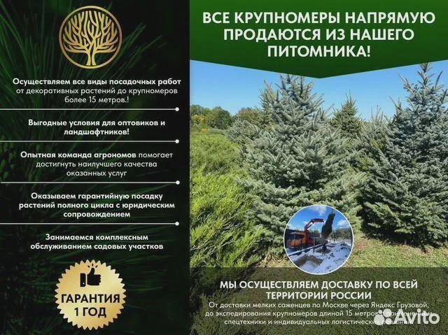 Туя западная
