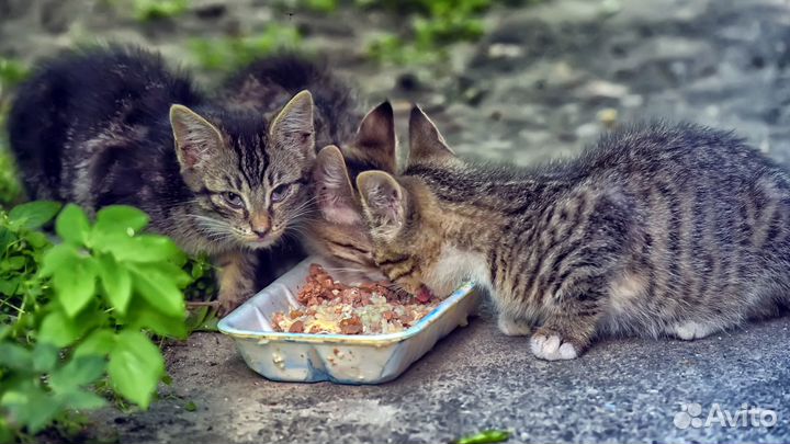Котята в добрые руки
