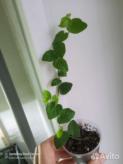 Фикусы сортовые