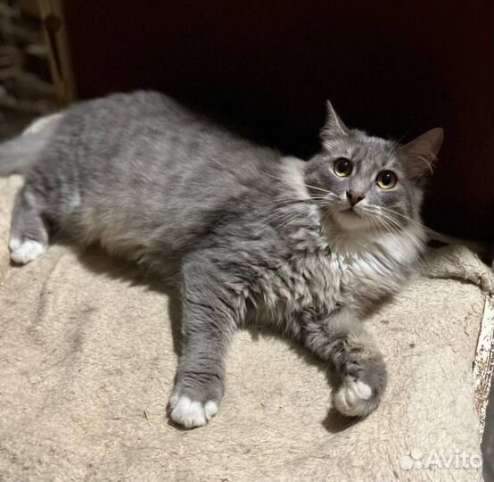 Кот в добрые руки