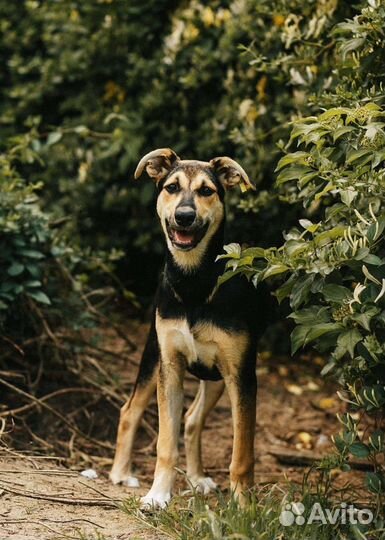 Собака ищет дом и семью