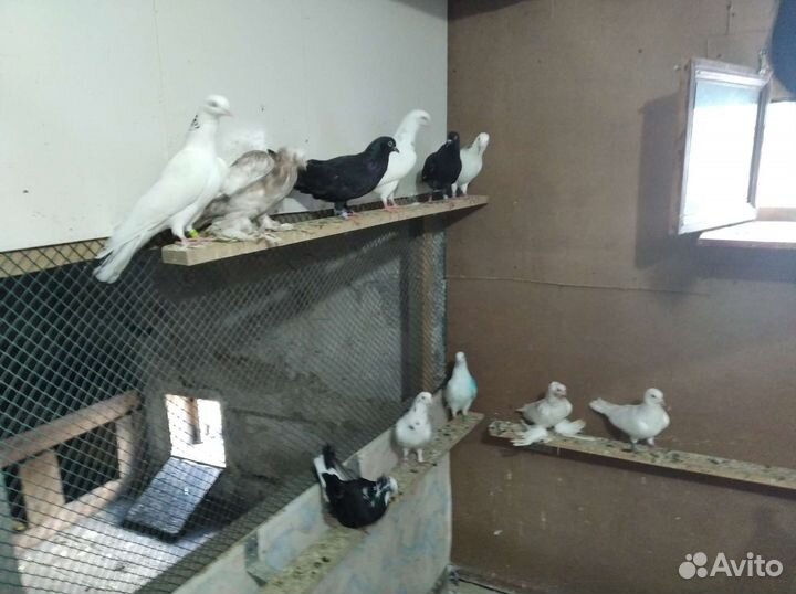 Бойные голуби узбекской и бакинской породы