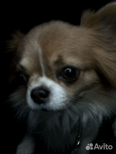 Вязка кобель чихуахуа