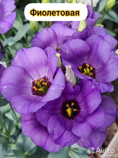 Домашние семена эустомы