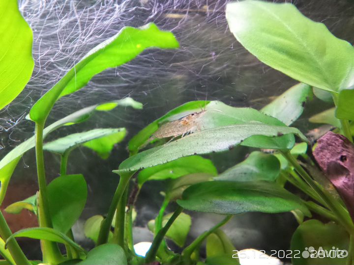 Креветки Амано,Фильтратор (банановый)