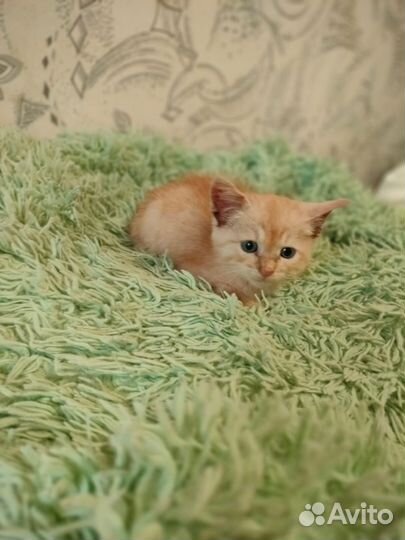 Рыжики в самые надёжные руки