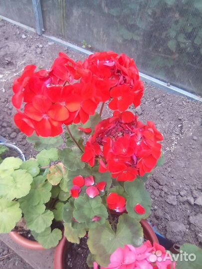 Роза Кордана