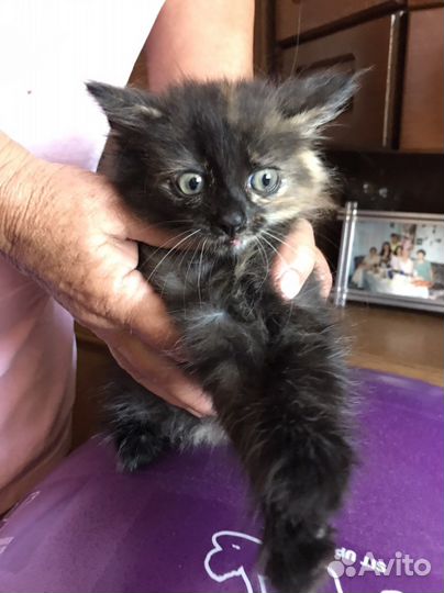 Черный котенок девочка