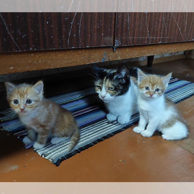 Котёнок в добрые руки