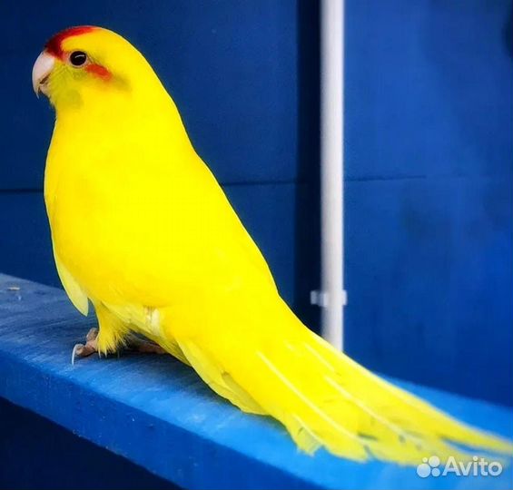 Попугай какарик