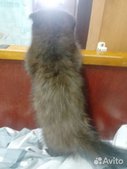 Шотландская вислоухая кошка