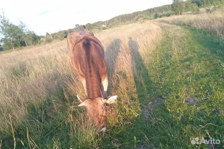 Стельная тёлка