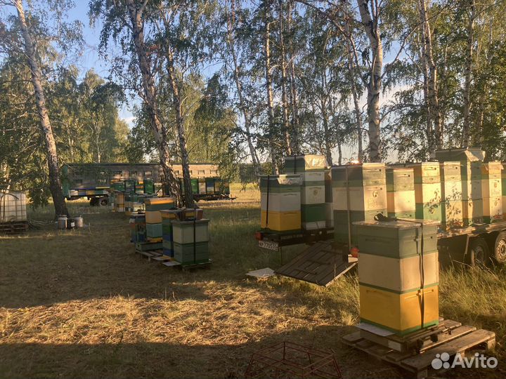 Мед настоящий