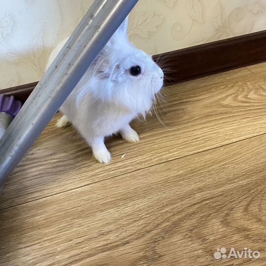 Карликовый кролик