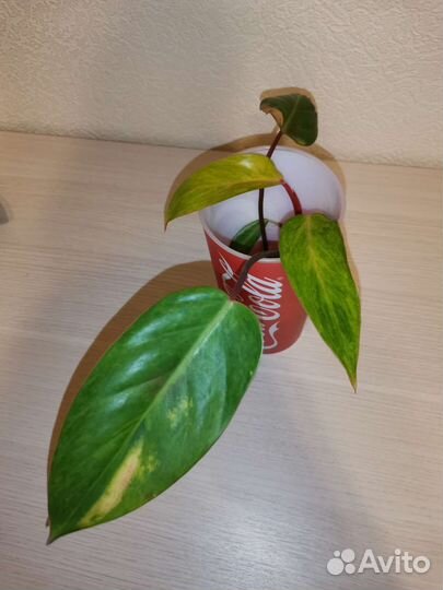 Филодендрон медуза