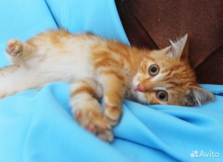 Рыжий котик ищет дом