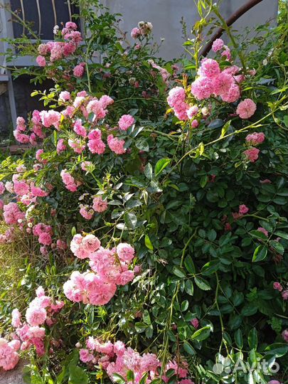 Плетущаяся роза