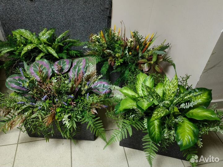 Растения, озеленение в кашпо, вазах, от