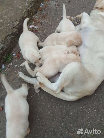 Щенки лабрадора