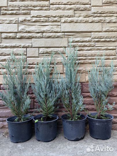 Можжевельник мунглоу