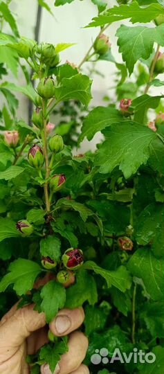 Сортовые гибискусы