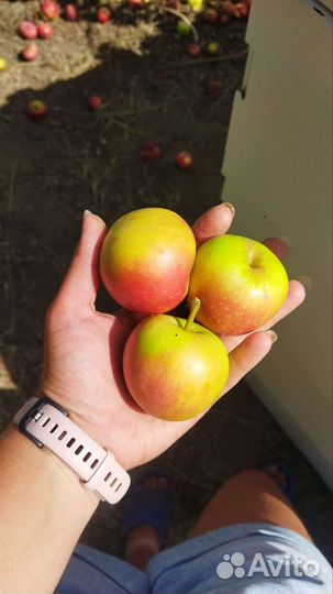 Яблоки свежие, опт, сушёные, соковые