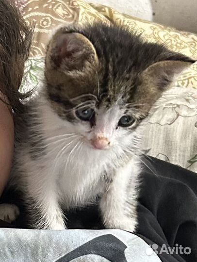 Котенок мальчик