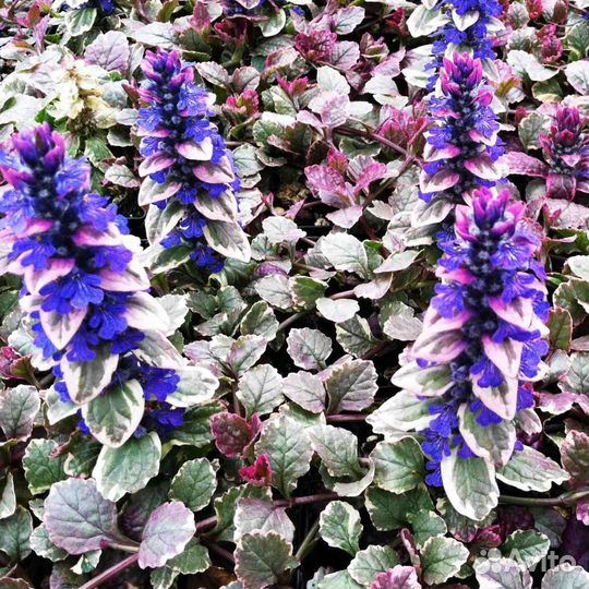 Живучка ползучая