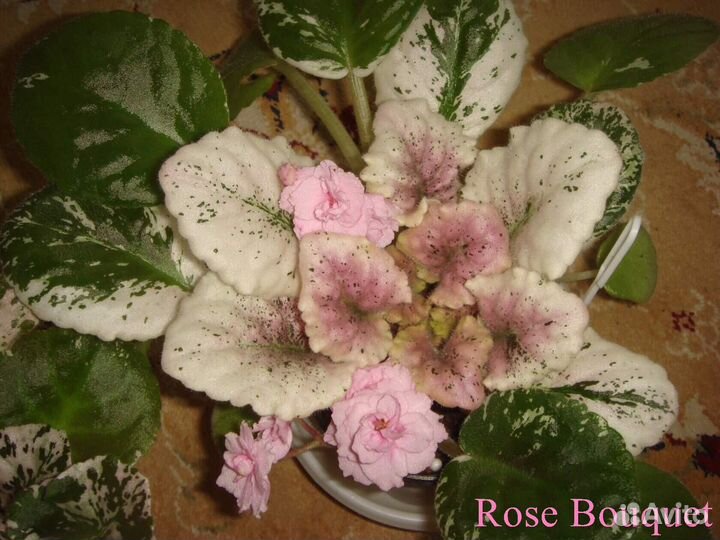 Комнатные цветы фиалки