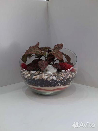 Флорариум из влогалюбивых растений