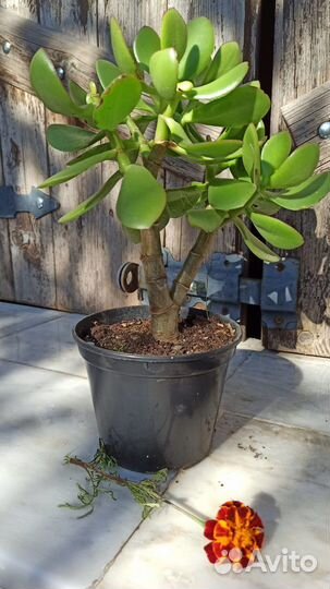 Денежные деревья (толстянка), домашние