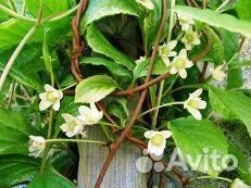 Саженцы лимонника китайского