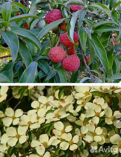 Гималайское клубничное дерево, корнус Бентэм