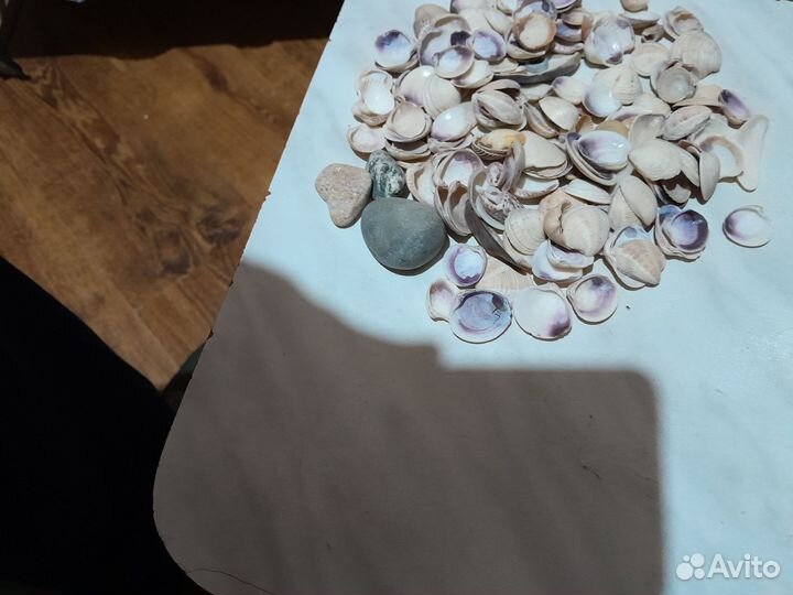 Ракушки в аквариум